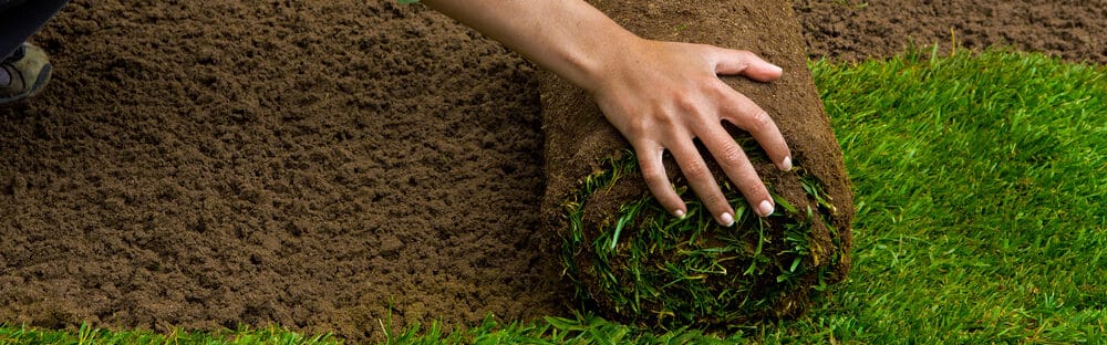 sod installation