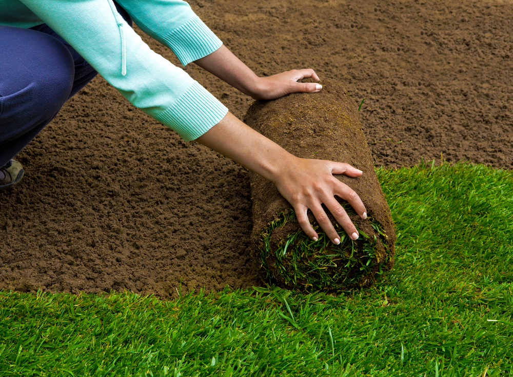 sod installation