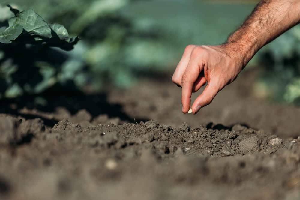 order garen soil delivery now for spring planting