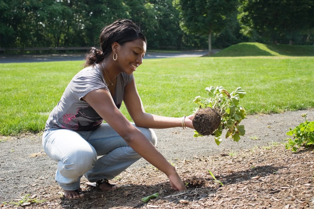 Top 6 Garden Mulch Benefits