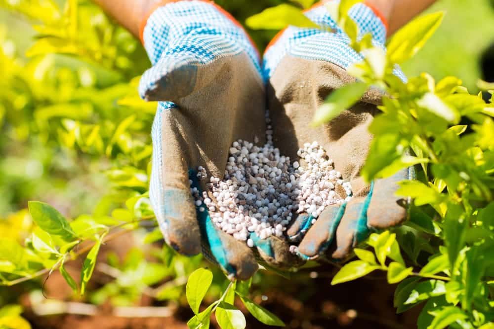 compost or fertilizer
