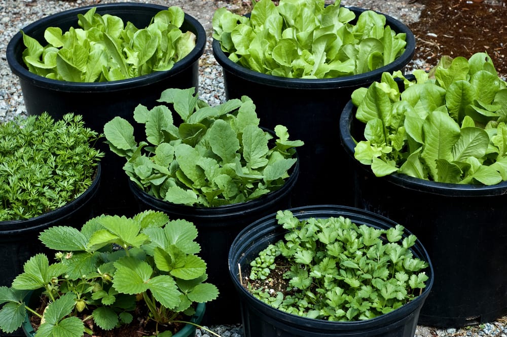 Best Container Gardening