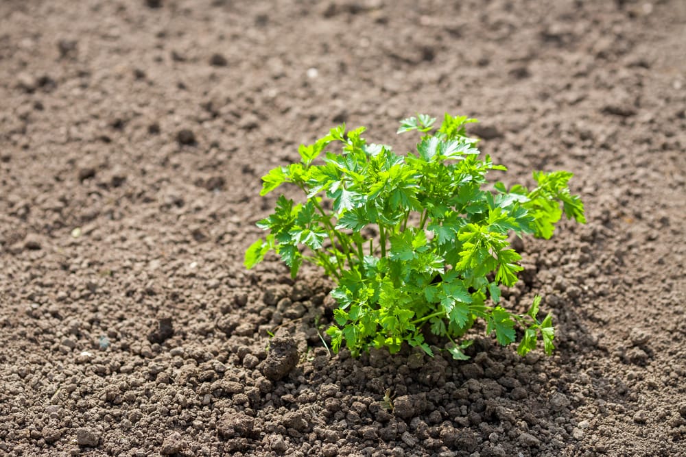 Garden soil delivery in Salt Lake County