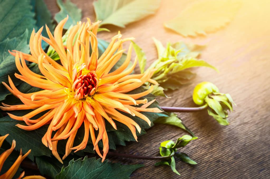 Spring Garden Ideas