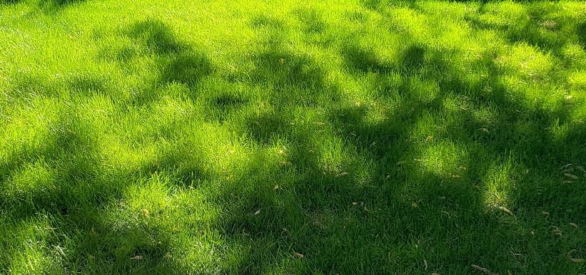 Learn About Sod