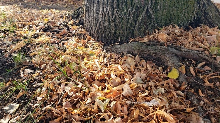 Fall Leaves for Mulch