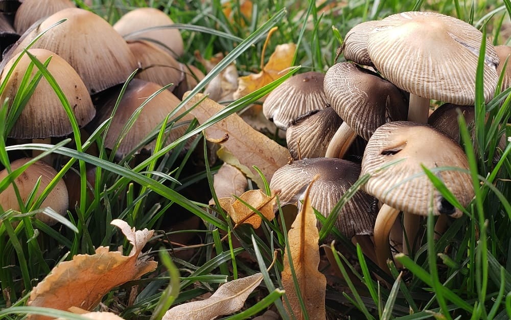 Terrifying Plants for the Haunting Season