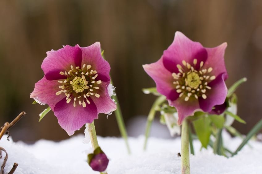Pink Christmas Rose Flowers Blooming in Winter