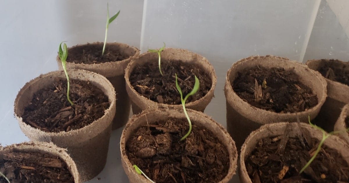 Pre-Spring Seed Planting for Gardens