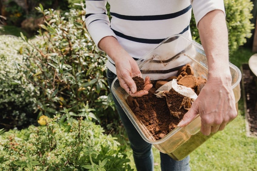 Do Coffee Grounds Help Plants?