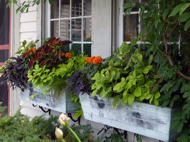Window Box Ideas