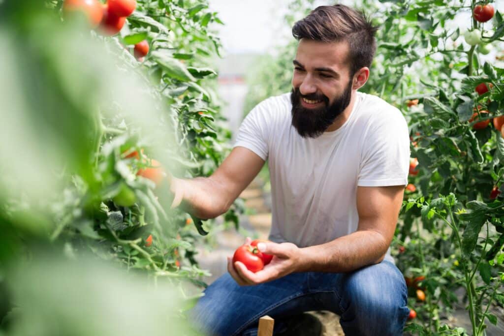 Tips for Tomato Growers