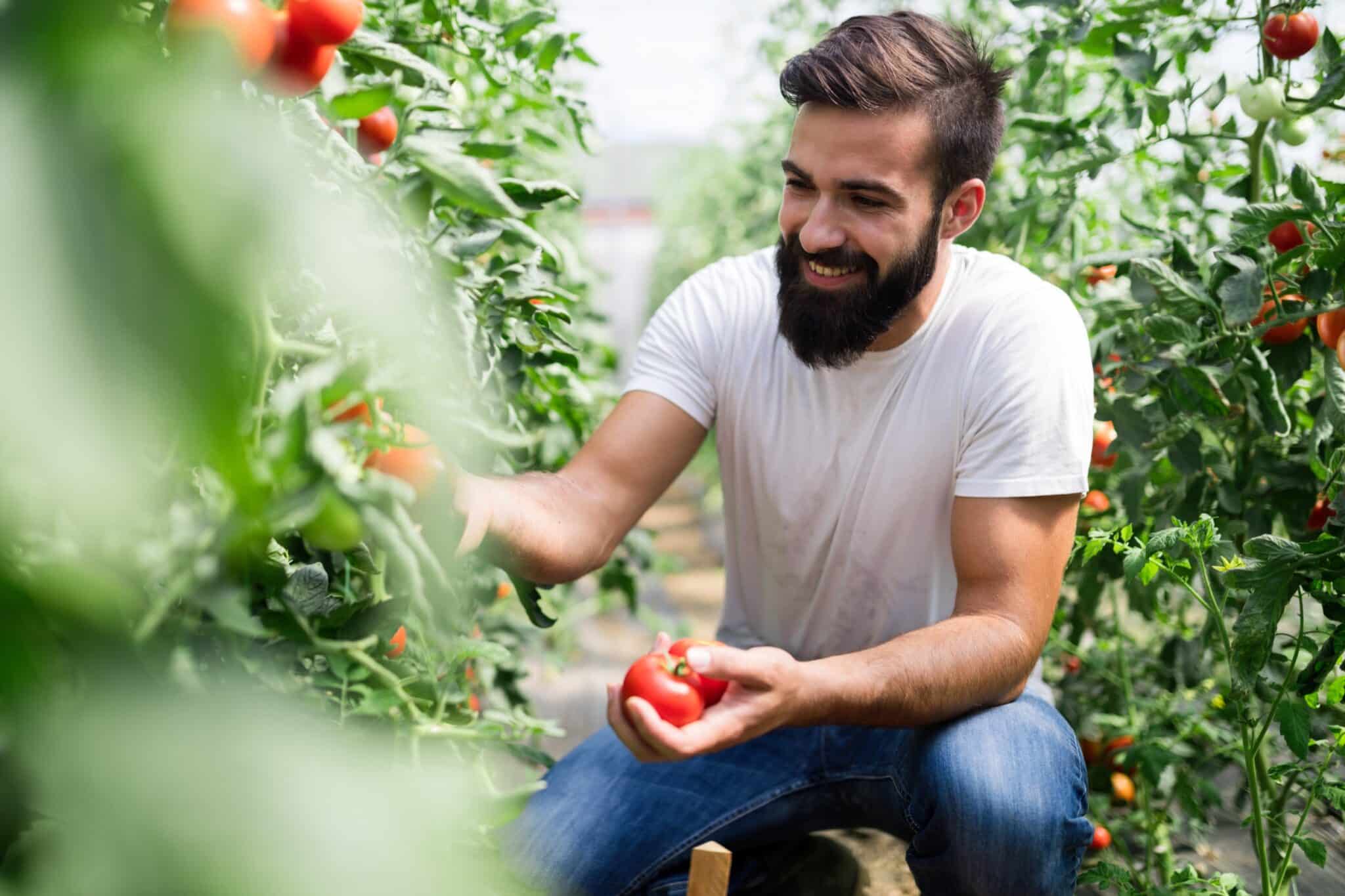 Tips for Tomato Growers