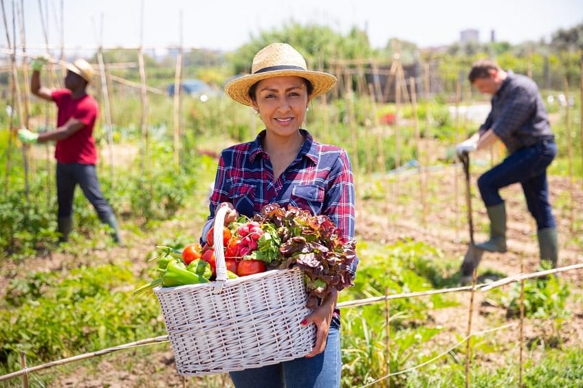 Veggie Garden Design Ideas