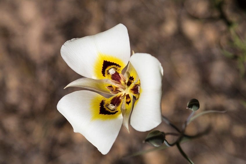 Utah&rsquo;s State Flower