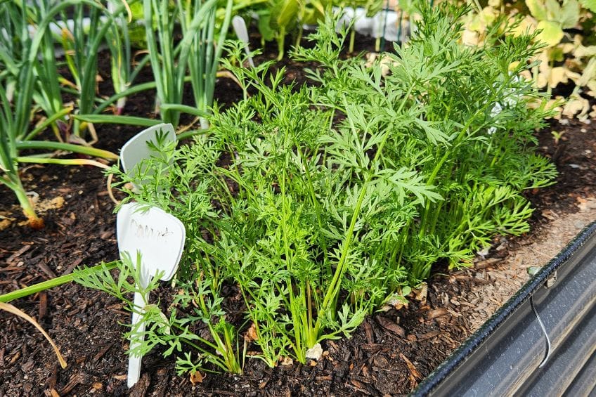 Late Summer Plant Picks What to Plant in Utah Now for a Fall Harvest