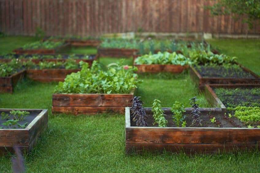 Raised Bed Gardening? Here&rsquo;s the Soil Mix You Need