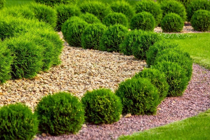How to Design a Weed-Resistant Landscape in Utah