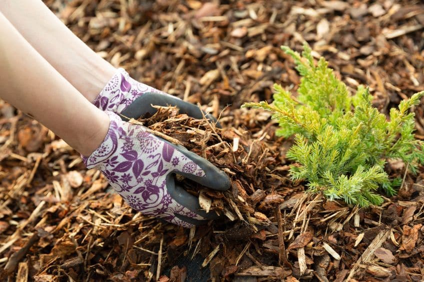 Keep Your Roots Cool: Why Mulch Matters Most in July