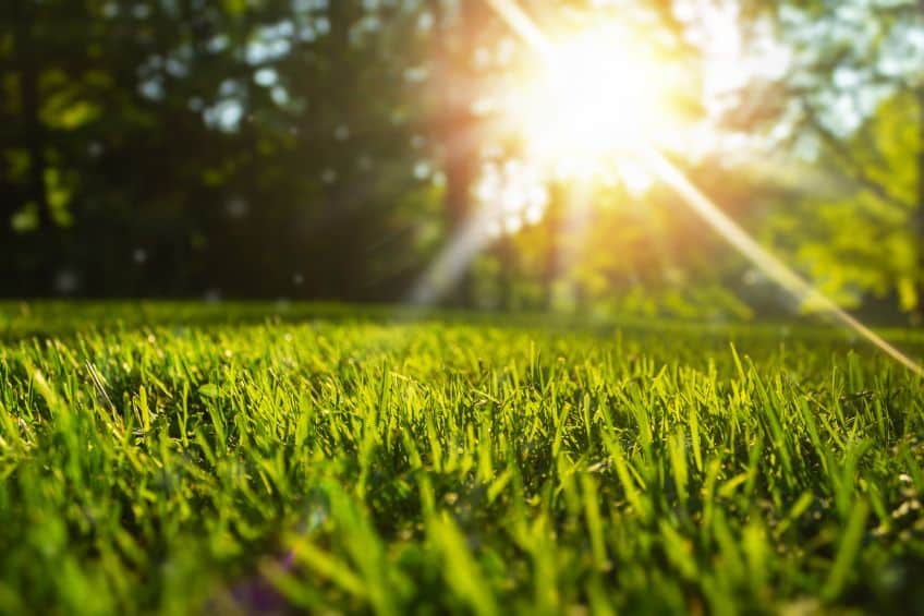 Fall Lawn Rescue: Your End-of-Summer Guide to a Greener Utah Lawn