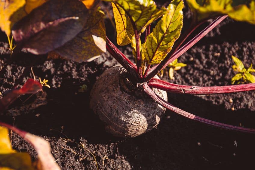 Your August Planting Playbook: Get Ready for a Fall Feast in Utah