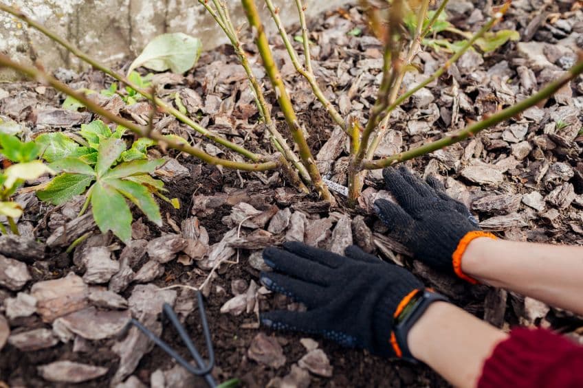 Fall's Final Touch Why Mulch Is Your Yard's Best Protection