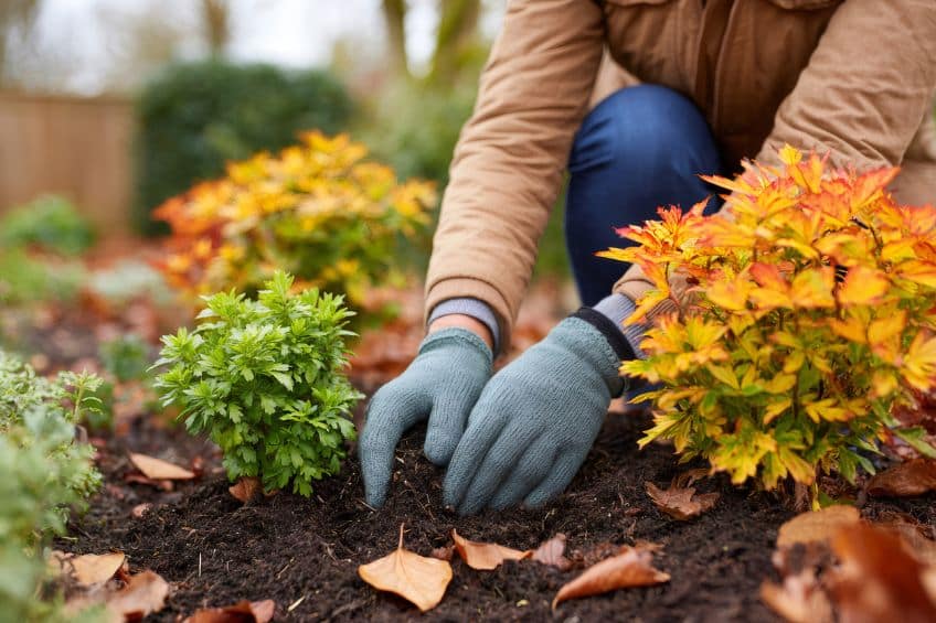 The Last Layer Why Late-Fall Composting Sets Up Healthier Spring Gardens