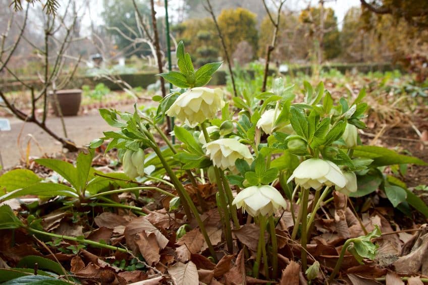 Unexpected Winter Blooms Color Where You Least Expect It in Utah